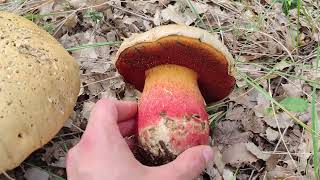 Boletus satanas identificación y hábitat [upl. by Enaillil]