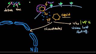 Herpes simplex virus [upl. by Adnawt]