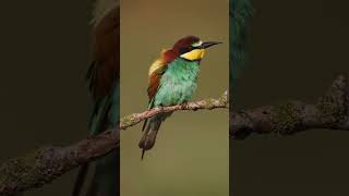 Beeeater birds shortvideo [upl. by Anisor152]