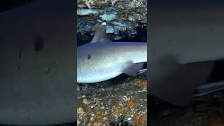 Рифовая акула бали индонезия scubadiving underwater fish ocean shark bali indonesia [upl. by Navaj]