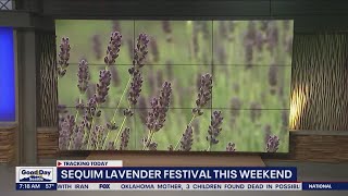 Sequim lavender festival this weekend [upl. by Annauqahs822]