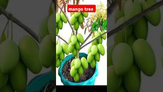 How to propagation mango tree by air layering mangotree [upl. by Peyton784]