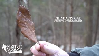 Chinkapin Oak [upl. by Atiugram]