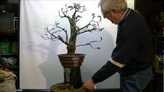 Bonsai Fagus sylvatica macotteren air layer 1 [upl. by Aubrey]