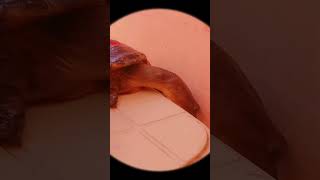 kaise darr raha hai niche jane se 😂turtle kachua funny cute youtubeshorts [upl. by Ardnoed21]