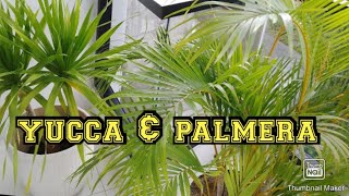 palmera amp yucca plants pwede pang indoor [upl. by Nessaj]