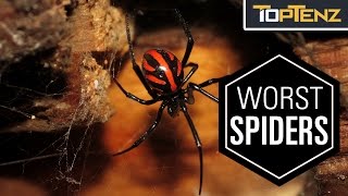 Top 10 Most VENOMOUS SPIDERS in the WORLD [upl. by Susejedesoj]