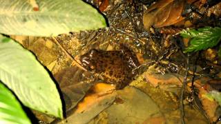 Pulchrana glandulosa Glandular Frog calling [upl. by Oderfliw]