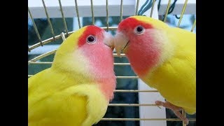 Lutino Lovebirds in Romantic Mood  Lovebirds Lutino Red Faced Parrots [upl. by Olivann]