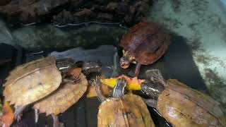 Blackbreasted Leaf Turtles Geoemyda spengleri Eating Papaya [upl. by Mcnelly]