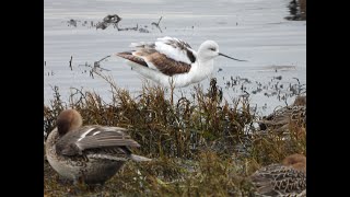 American Avocet [upl. by Shreve531]