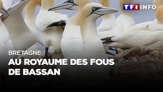 Bretagne  au royaume des fous de Bassan [upl. by Nomelif]