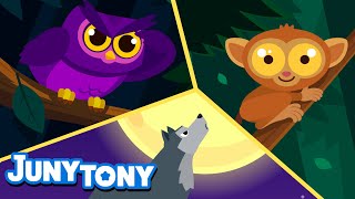 🐺🦉 We Like the Night  Nocturnal Animals Owl Wolf Tarsier  Night Animal  Kids Songs  JunyTony [upl. by Caldeira]