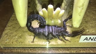 REQUEST VIDEO Arabian Fat Tailed Scorpion  Androctonus Crassicauda [upl. by Ettenaj]