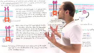 EGF Signal Transduction Pathway [upl. by Gilemette999]