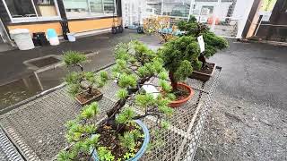 CHEAP BONSAI  bonsai  bonsaitree  plants  japan  farmersmarket  venturesfan [upl. by Fairley]