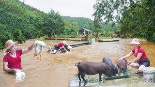 Historic Floods Caused by Typhoon Yagi  Rescue Livestock and Poultry From Flood Daily Farm [upl. by Wedurn]