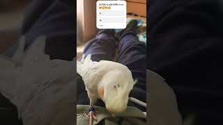 cockatiel cockatielsinging cockatielsing parrot pets birds cockatielbird cockatielsoundcute [upl. by Marcile]