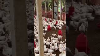 বয়লার মুরগি Boiler chicken unfrezzmyaccount neemleaf minivlog [upl. by Stefa]