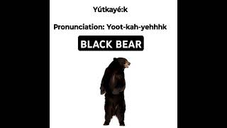 Black bear  Tutelo Language [upl. by Ezmeralda]