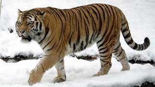 05 Save the Siberian Tiger [upl. by Laleb]