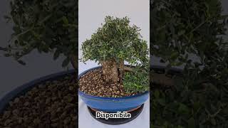 Bonsai di olivastro disponibile Spedisco bonsai japan bonsaitree garden plants natural [upl. by Rovert]