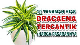 10 Tanaman Hias Dracaena Yang Lagi Trend Tahun ini [upl. by Yedoc471]