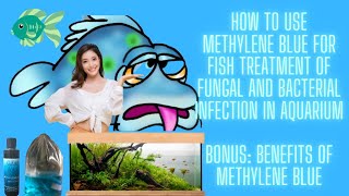 Bonus Tips on How To Use Methylene Blue For Fish Treatment of FungalBacterial Infection In Aquarium [upl. by Ettenim366]