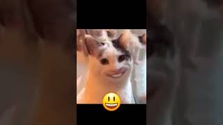 the cat smiles cute😃😃😃 cat senselessly memes [upl. by Sharla932]