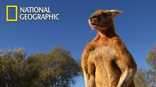 Muscular Kangaroos Martial Arts Match｜National Geographic [upl. by Nylknarf]