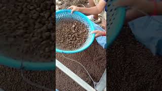 Soil mixture for planting farming countryside gardening agriculture countrysidelifestyle [upl. by Ahseela]