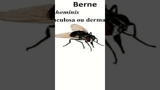 O Que É Berne [upl. by Allerim]