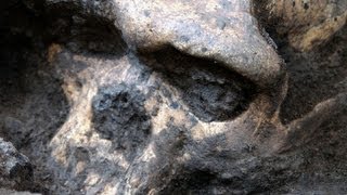 Ancient skull reveals new clues in human evolution [upl. by Apthorp]