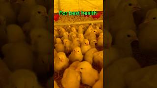 Day 2 poultry farming step by step  shortfeed india [upl. by Aitra]