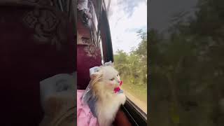 Cholo na jai hariye cat catlover cute funny shorts travel bus love funnycats bangladesh [upl. by Rudolfo]