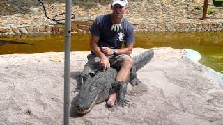 Alligator Show in the Everglades [upl. by Niltak]