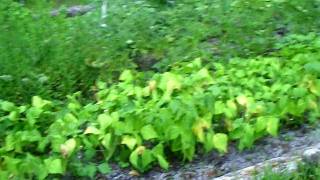 Florida Vegetable Garden [upl. by Gennifer819]