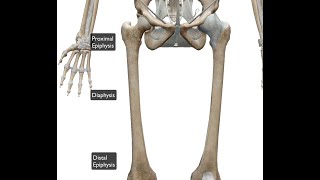 femur distal proximal [upl. by Rosamund]