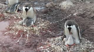 Gentoo Penguins Feeding Their Young on the Antarctica Mainland [upl. by Darian]