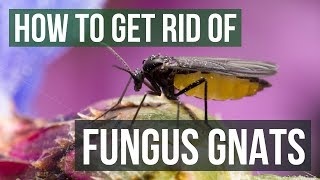 How to Get Rid of Fungus Gnats 4 Simple Steps [upl. by Marsden]