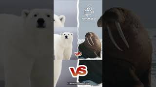 polar bear vs walrus [upl. by Barbie]