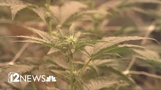 DEA to ease marijuana restrictions nationwide [upl. by Anilehs142]