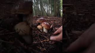 mushroomporcinimushroomsnaturefunghiporcinifungiporciniwoodfungi [upl. by Oeram]