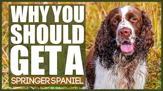 WHY YOU SHOULD GET A SPRINGER SPANIEL [upl. by Airbma]