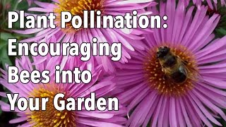 Plant Pollination  How to Encourage Pollinating Bees into Your Garden [upl. by Lindeberg890]