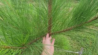 The fastest growing conifer species for Middle Tennessee Loblolly Pine [upl. by Rebm]