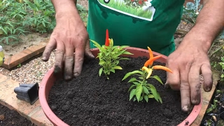 Como plantar pimenta dedo de moça em vasos e canteiros [upl. by Origra176]