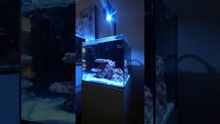 Exciting new reef tank setup [upl. by Airrehs]