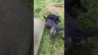 patterdale terrier caught rat with speed ratting [upl. by Nutsud]