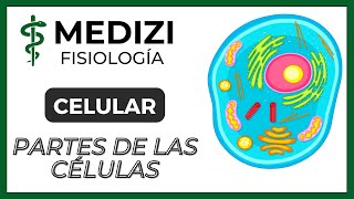 Fisiología Celular  La Célula partes y funciones IGdoctorpaiva [upl. by Okire]